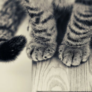 Meet your Posher, Trennakay